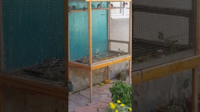 Щегол в домашних условиях смотреть онлайн