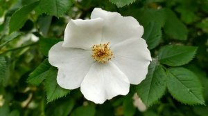 Свет в твоем окне 1 - 4 серии | Мелодрама 2021