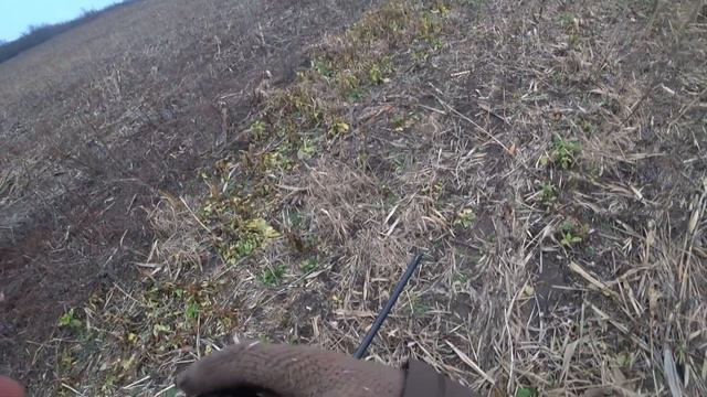 Охота на Зайца 2021/hare hunting with drathaar 2021 смотреть онлайн