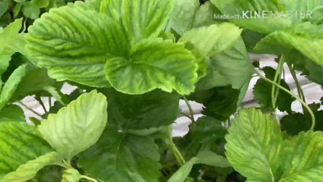 Клубника Азия и Альба. Второй год плодоношения. смотреть онлайн