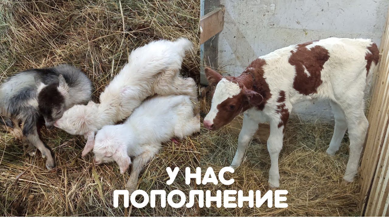 Отёл коровы и Окот козы.