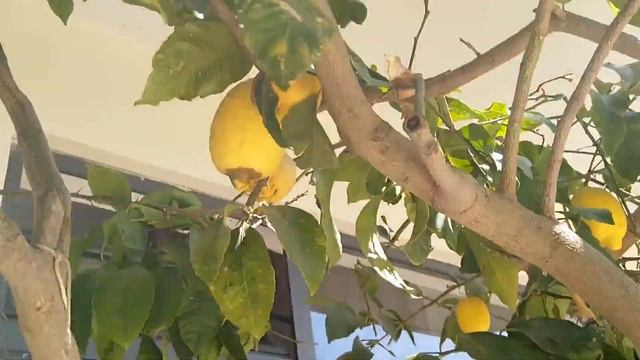 Как растут лимоны в Албании? смотреть онлайн