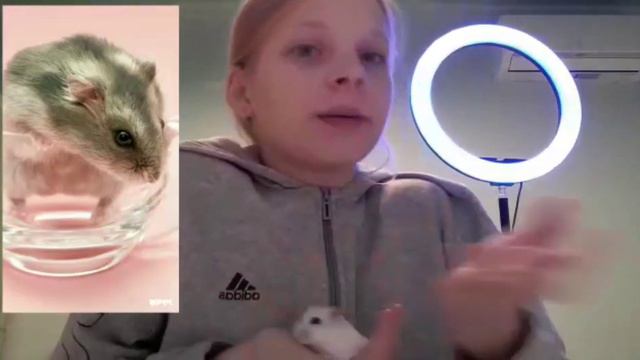 Определение возраста и пола хомяка.Как избежать внезапные роды хомячихи! смотреть онлайн
