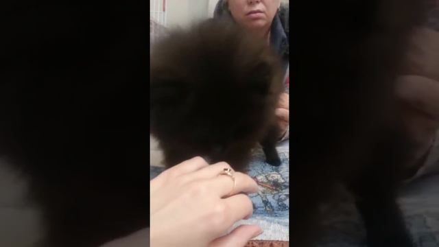 Померанский шпиц мини. MOV 0311 смотреть онлайн
