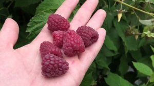 БЕНЕФИС позднеспелый сорт летней малины