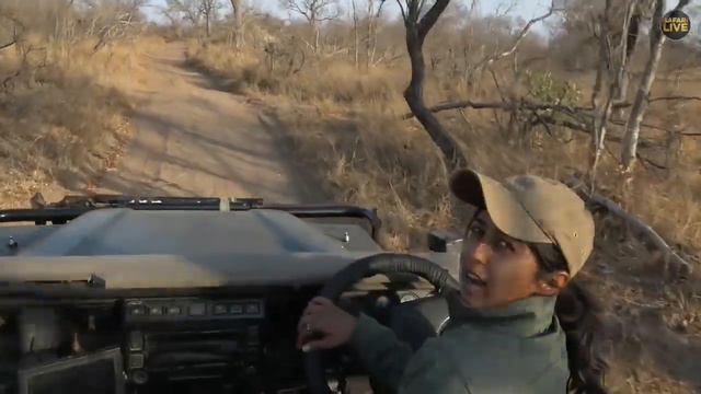 safariLIVE - Sunrise Safari - August 19, 2019 смотреть онлайн