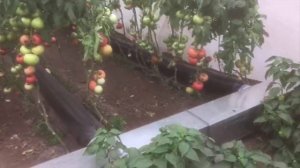 Отзыв  Отопление двух теплиц нашими калориферами