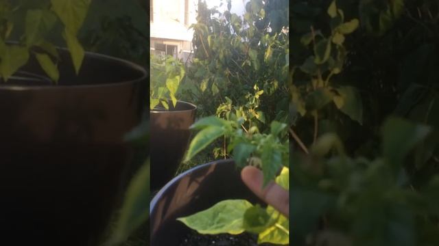 Growing Moruga Scorpion Peppers смотреть онлайн