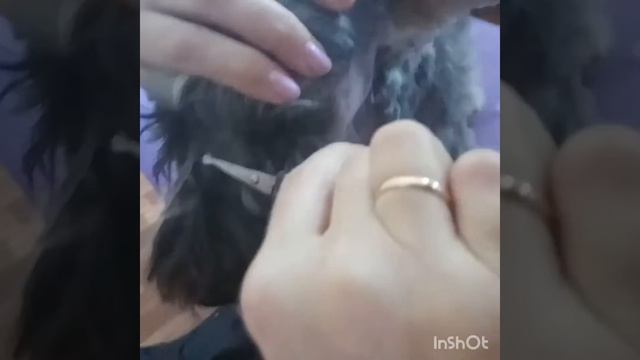 Домашний груминг цвергшнауцера смотреть онлайн
