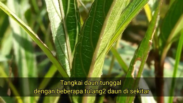 Mengenal Tanaman Ruellia Simplex/Mexican Petunia/Kencana Ungu смотреть онлайн