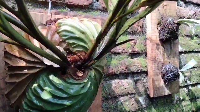 Spore Care |platycerium Ridleyi