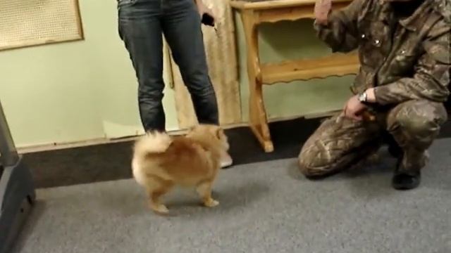 на дрессировке смотреть онлайн