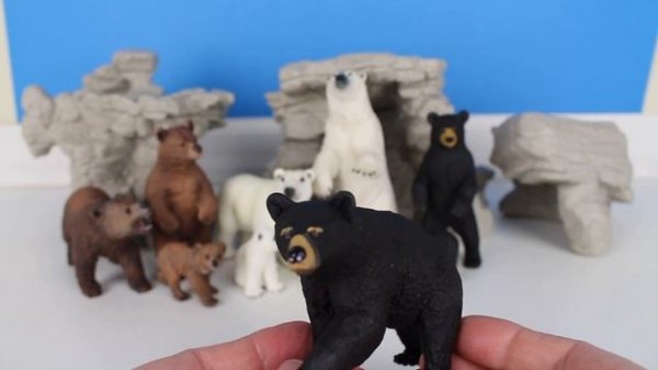 North American Bears - Polar bear, Grizzly bear, Black bear, Brown bear 13+