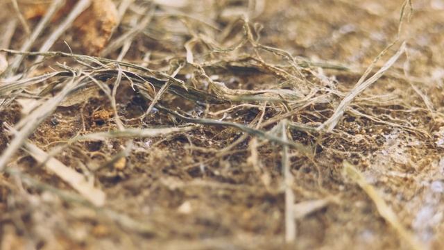 7Artisans Macro 60mm F2.8 - cinematic TEST смотреть онлайн