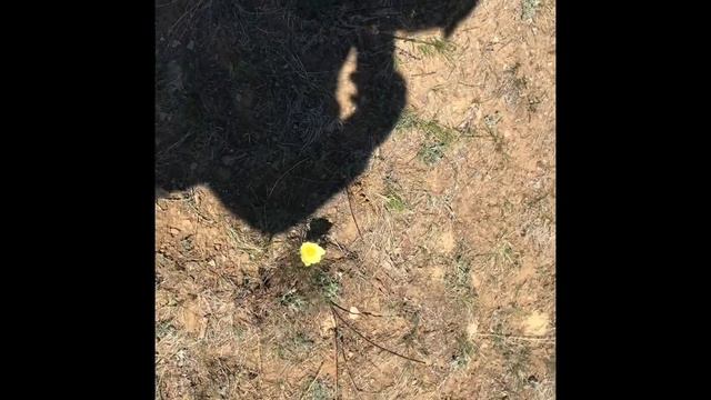 Наша прогулка по окрестностях Хангалласких сопок и видами на реку Лену смотреть онлайн