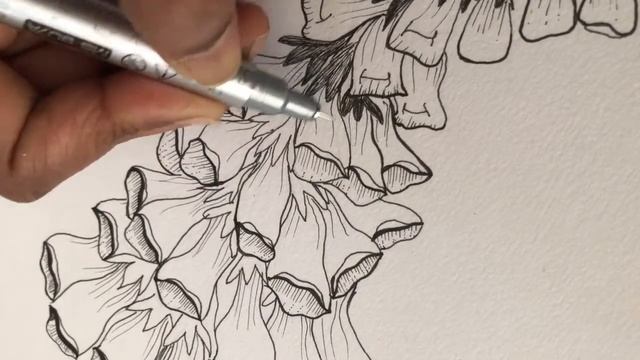 Foxglove flower sketch смотреть онлайн