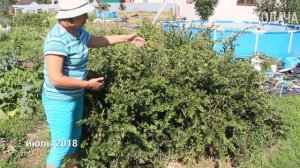 Как  мы увеличили  урожайность крыжовника в 2 раза.