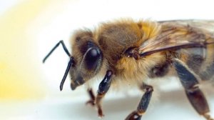 КАРПАТСКАЯ ПОРОДА || КАРПАТСКАЯ ПОРОДА ПЧЕЛ ДОСТОИНСТВА И НЕДОСТАТКИ