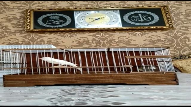 Канарейка овсяночного напева тройник заводчик Закиров Расулджан Ташкент смотреть онлайн