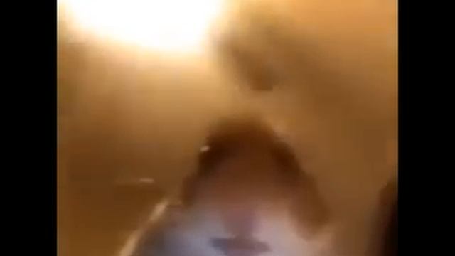 Хомяк смотрит в камеру 10 часов! смотреть онлайн