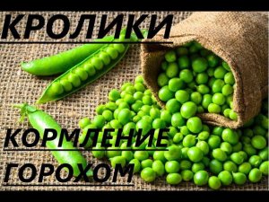 Кормление кроликов ГОРОХОМ!!! Риски и результат!