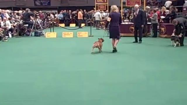 135th Westminster Dog Show - Staffordshire Bull Terrier Judging смотреть онлайн