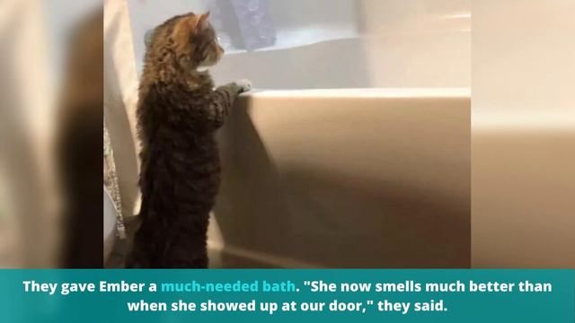 A Heartrending Cry In The Freezing Cold. This Stray Cat's Desperate Plea At Fire Station Door смотреть онлайн