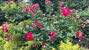 Роза Шон Коблензерин (Schone Koblenzerin). Kordes Германия 2009.