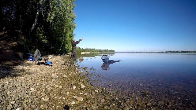 ? Фидер летом на большой реке. Ловим леща и густеру на #фидер на реке Даугава. смотреть онлайн