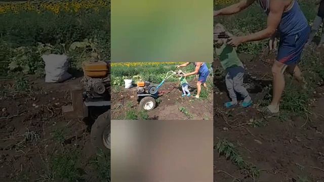 Копаем картошку.сбор урожая. смотреть онлайн