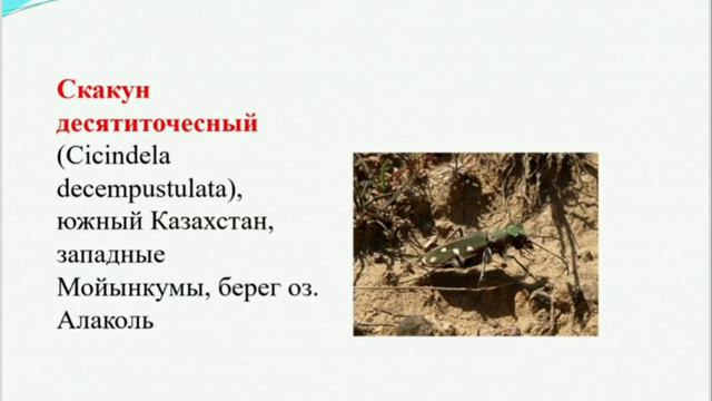 "Қазақстанның флора мен фаунасы. Флора и фауна Казахстана". Успанова Томирис, ОШ Махамбет смотреть онлайн