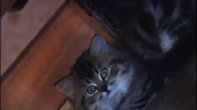 Прикол!! Тише,Кошки спят.avi.flv смотреть онлайн