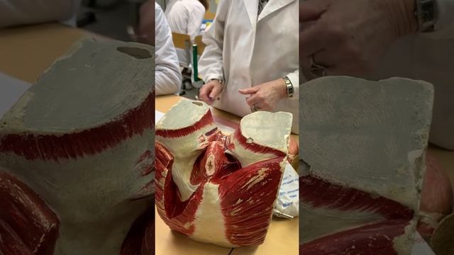 Промежность. Часть 1. Соколова Е.А. смотреть онлайн