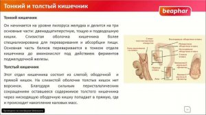 Анатомия пищеварительной системы кошек и собак
