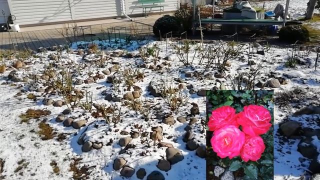 Когда открывать РОЗЫ? Лучше не торопиться смотреть онлайн