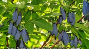 Жимолость Морена