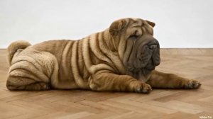 Шарпей - Всё о породе. Плюсы и минусы.