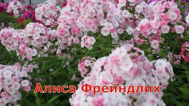 Флоксы Шапка Мономаха и Алиса Фрейндлих смотреть онлайн