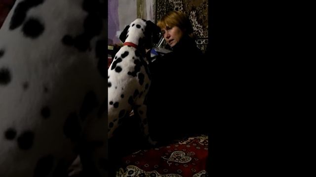 Далматинец отличается умом и сообразительностью)