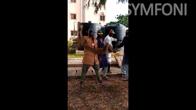 Massive 4-Meter Long Python Caught at Umaru Musa Yar'adua University, Katsina смотреть онлайн