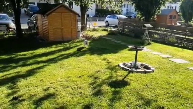 Знакомьтесь Французкий бульдог МАКС смотреть онлайн