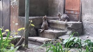 Коты ловят крысу!