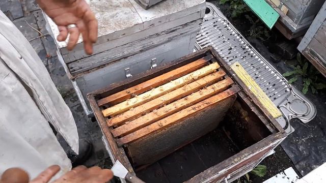Формируем семьи для зимовки смотреть онлайн