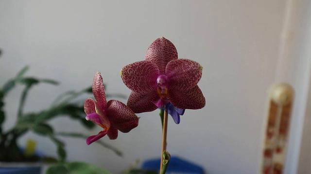 Dracula Carlueri и Phalaenopsis Zheng Min Stegosaurus