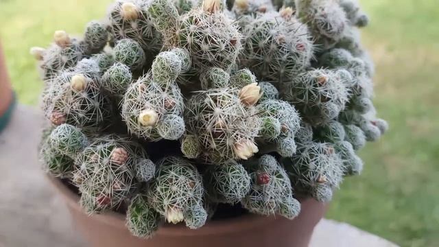 MAMMILLARIA GRACILIS, cactus смотреть онлайн