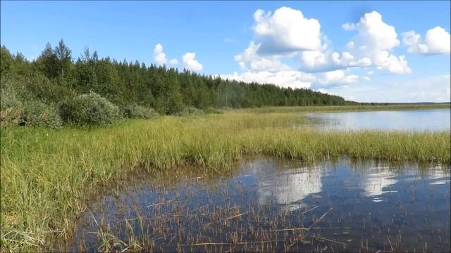Натаска лайки для утиной охоты Команды смотреть онлайн
