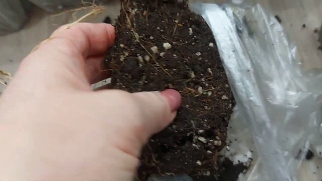 Распаковка ?Получила посылку с гортензиями Бонфаер ,Пиксио? от Романа . смотреть онлайн