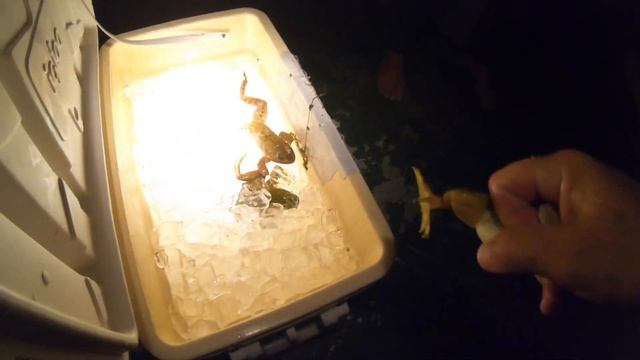 GIANT BULL FROG (Catch Clean Cook) смотреть онлайн