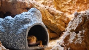 Почему эублефар не ест?