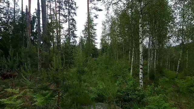 Проверка ловушек по маршруту 5 смотреть онлайн
